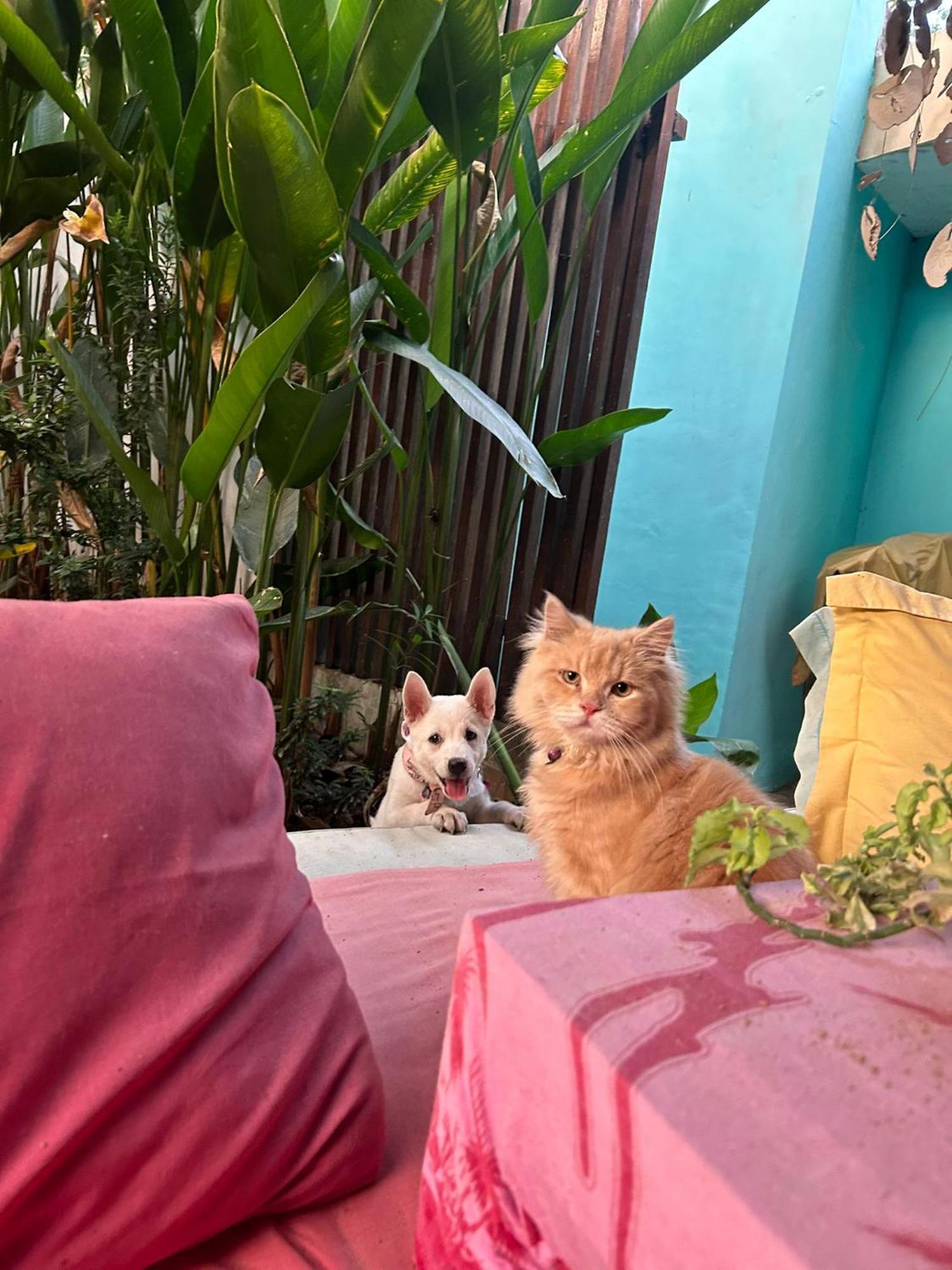 Shalana Homestay- Formerly Teka Teki House Σεμινιάκ Εξωτερικό φωτογραφία